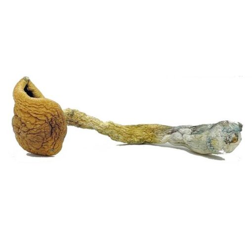 Golden Teacher Magic Mushrooms