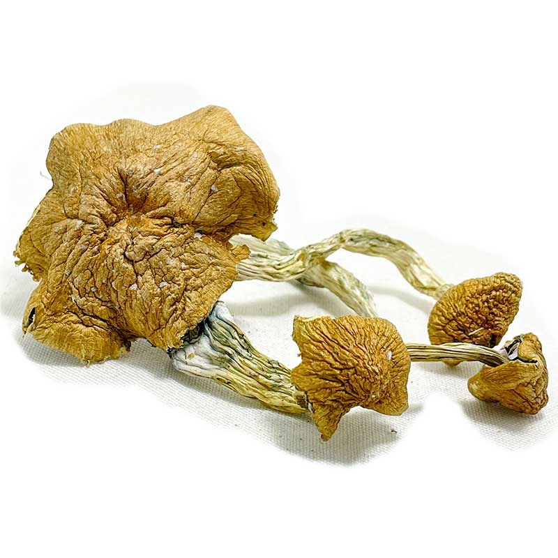 Thai Elephant Dung Magic Mushrooms - Oregon Mushrooms delivery